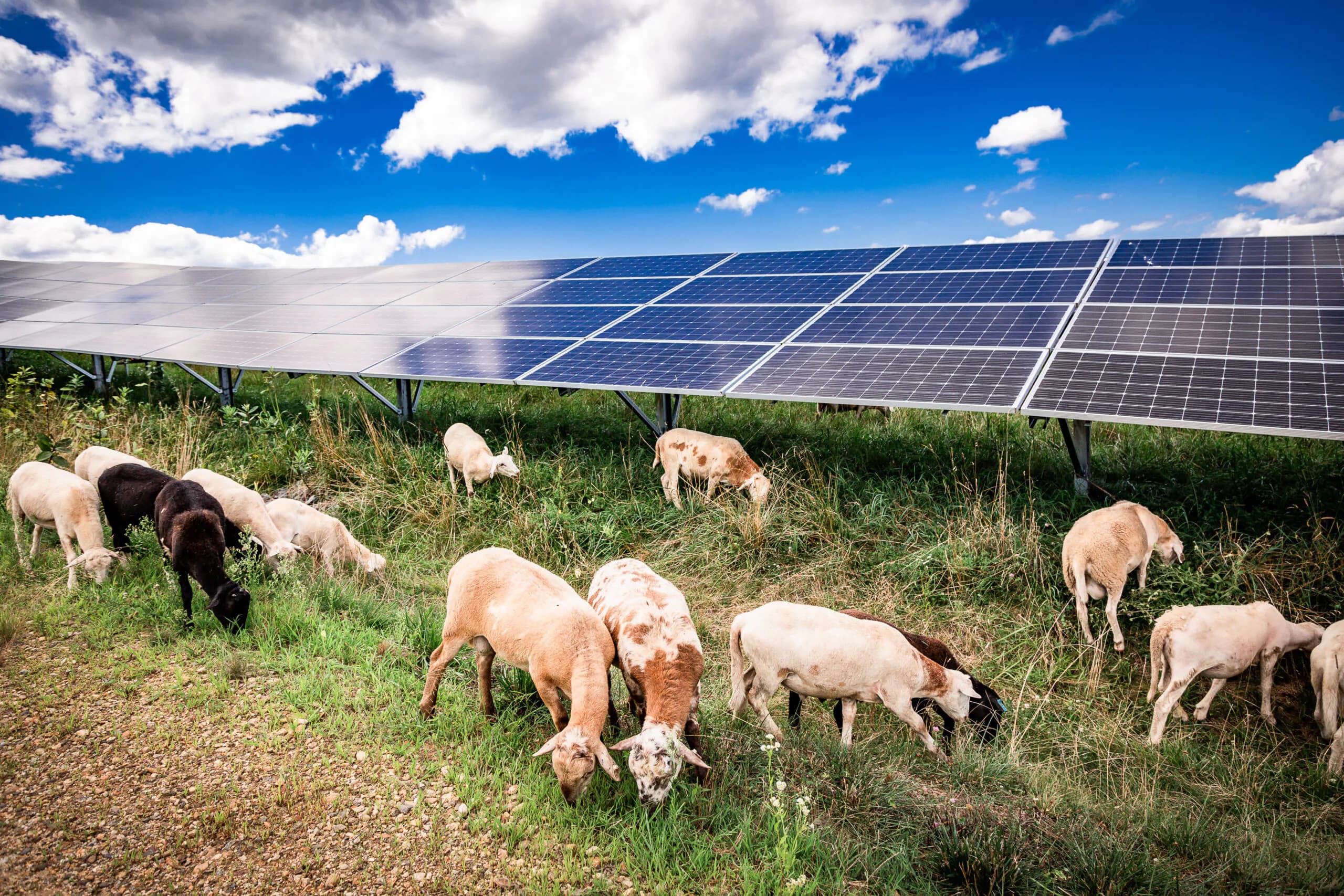Solar sheep grazing delivers margins up to 40% in new study