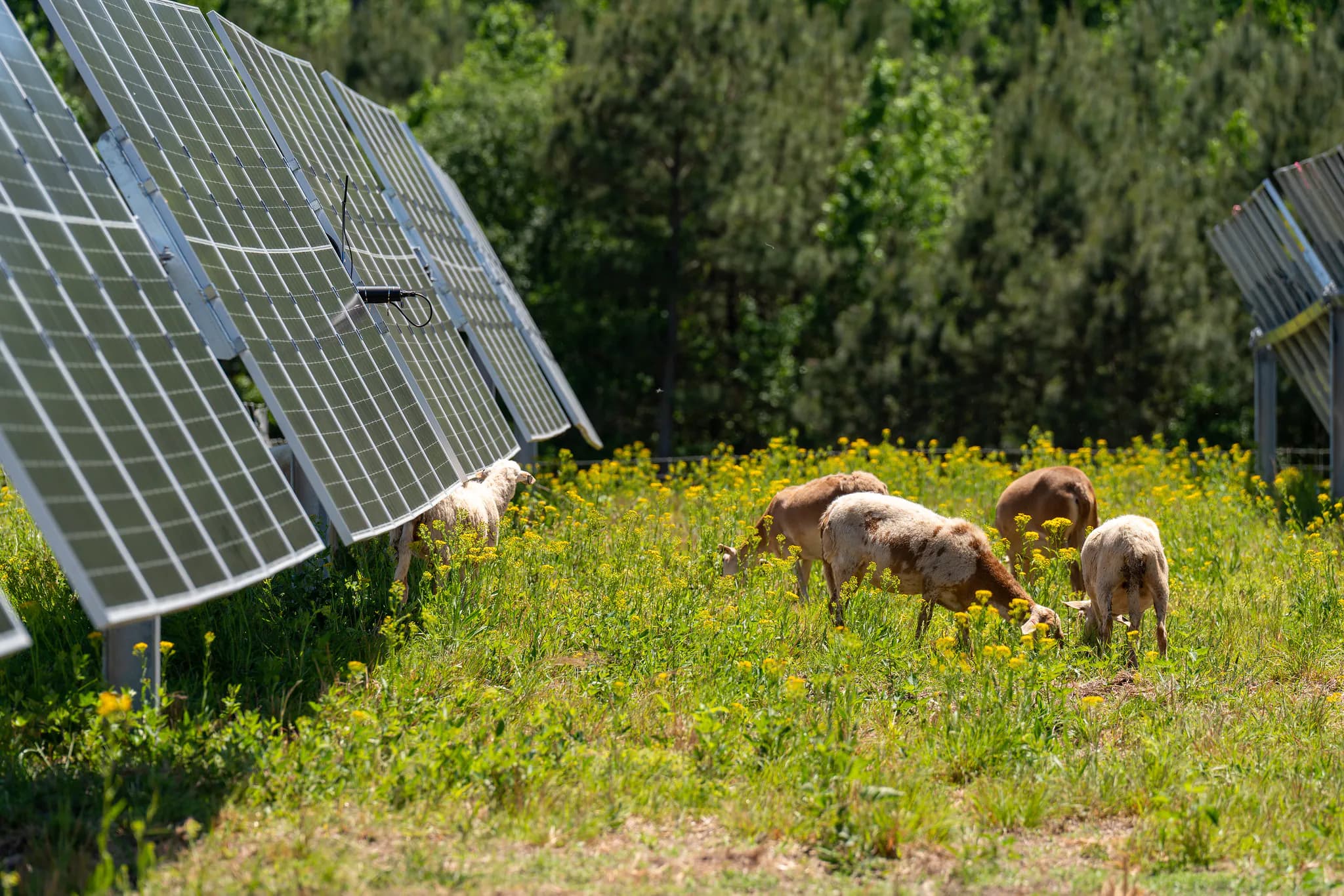 Solar has minimal impact on NC farmland, new study shows